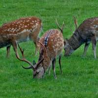 Sika Deer